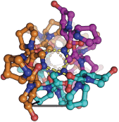 Collagen Structure