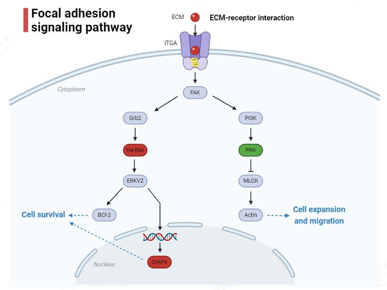 Multi-target anti-inflammatory repair and tissue regeneration