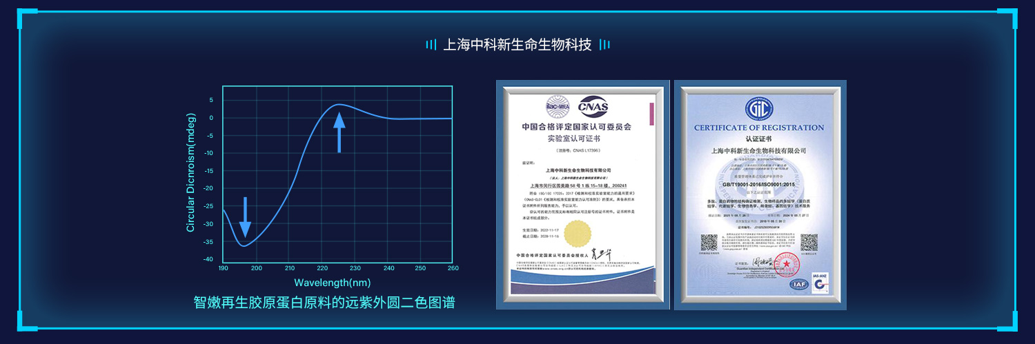 智嫩再生胶原蛋白原料在197nm附近出现明显的负峰，224nm附近有正峰，为左旋聚脯氨酸构型典型CD特征。 圆二色谱的正负峰强度比称为RPN，RPN值是胶原三螺旋结构的特征性指标，非变性胶原的RPN值一般在0.12左右，观察到智嫩再生胶原蛋白的RPN值为0.12。 以上光谱数据说明智嫩再生胶原蛋白具有三螺旋结构的特征。