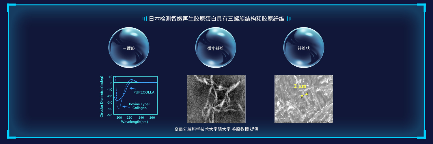 卓越的再生胶原蛋白抗衰与修复效果 上海交通大学药学院药物分析博士、上海鹿明生物研发总监彭章晓通过领先4D-DIA蛋白组学质谱技术分析结论：波格因（智嫩再生胶原蛋白）作用于人成纤维细胞后，能够检测6600多种蛋白表达，与对照组相比，发现智嫩胶原蛋白处理组人成纤维细胞有154种蛋白被促进表达（包括8种胶原蛋白COL和1种弹性蛋白ELN高表达），智嫩通过AGE-RAGE信号通路发挥皮肤抗衰功效，同时差异表达蛋白中并未富集到细胞死亡或凋亡信号通路，说明智嫩再生胶原蛋白安全和无毒。